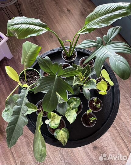 Комнатные растения цветы