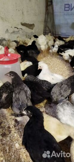 Курочки молодые