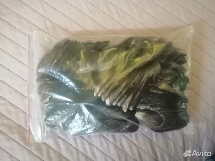 Ракушки мидий 700 шт