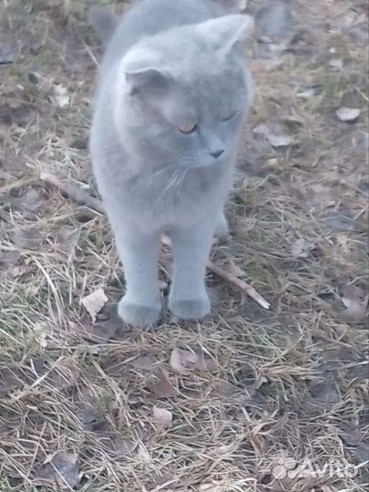 Британец на улице