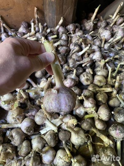 Чеснок молодой