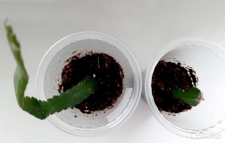 Колумнея и др