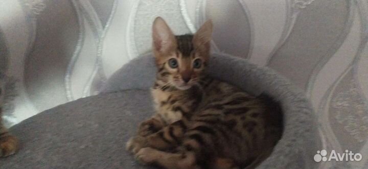 Котенок бенгальский девочка