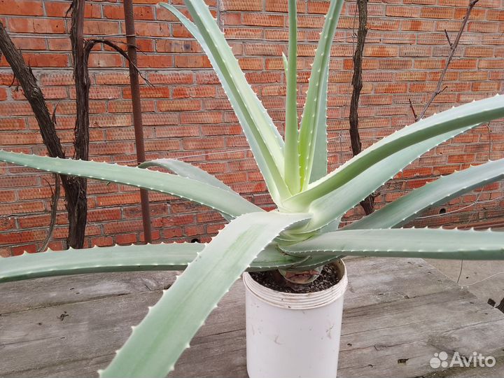 Цветы комнатные