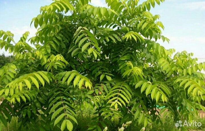Саженцы Дуб, маньчжурский орех