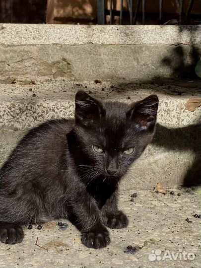 Отдам котенка-мальчика в добрые руки