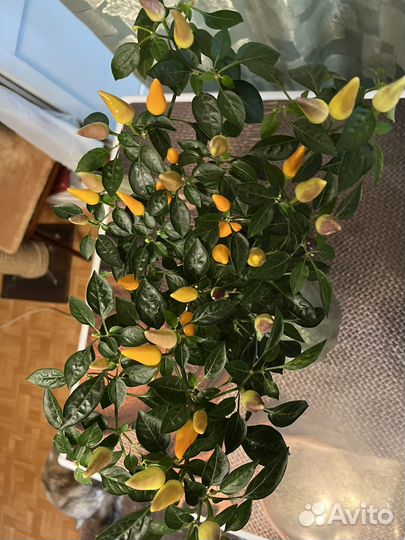 Перец комнатный острый