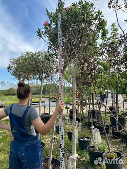 Олеандр на штамбе