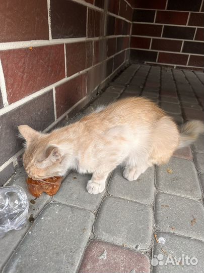 Рыжий кот