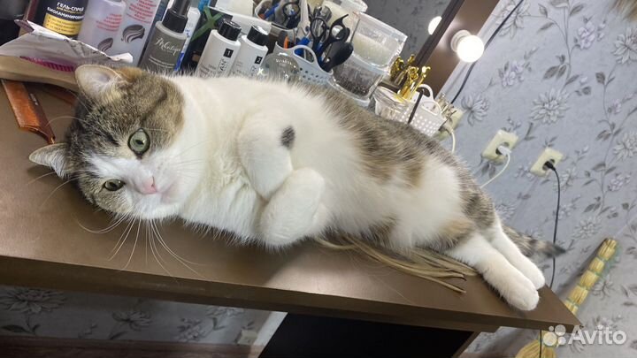 Кот в добрые руки