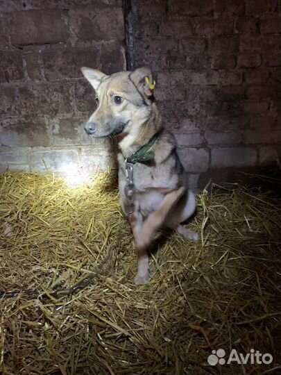 Собака стерил дев,время содержания в отлове вышло