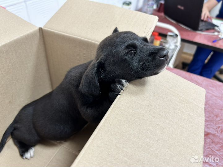 Мальчик вырастет небольшим. Бесплатно. Щенок