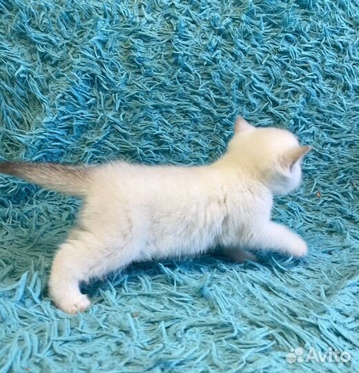 Шотландская