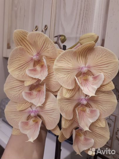 Орхидея фаленопсис биг лип