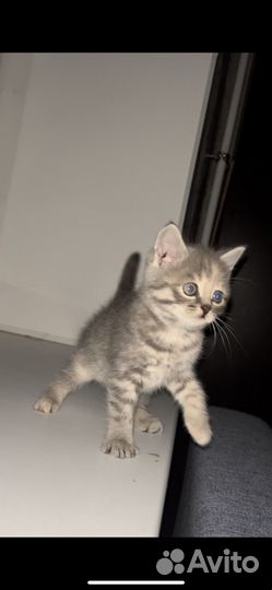 Кошечка дымчатая