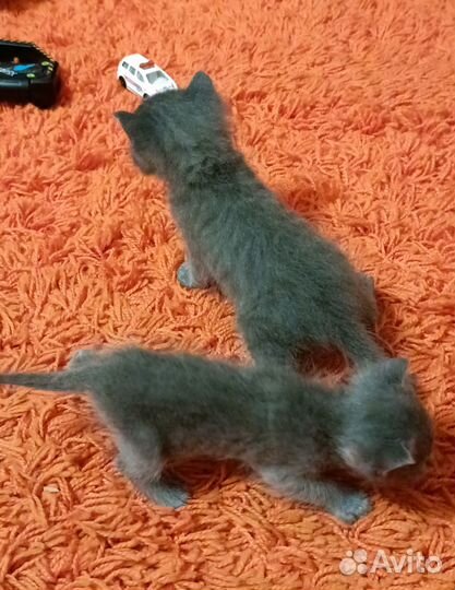 Отдам котят в добрые руки