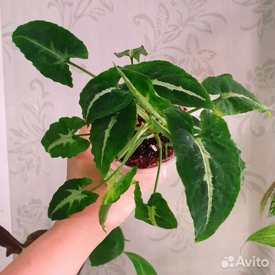 Комнатные растения, цветы