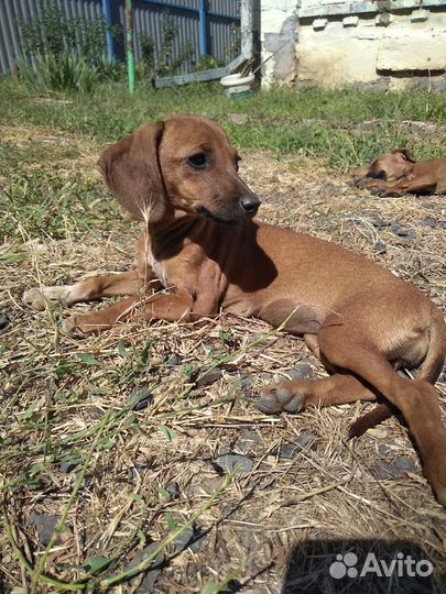 Отдам щенка Таксы в добрые руки