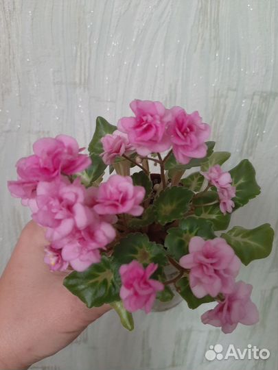 Мини фиалки