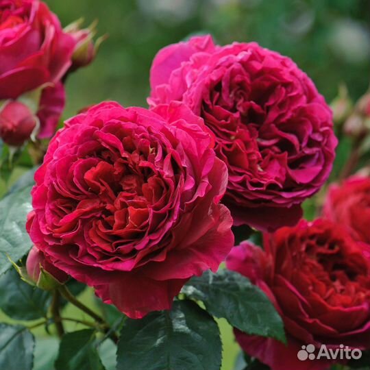 Ароматная Английская Роза Фишермэнс Френдс