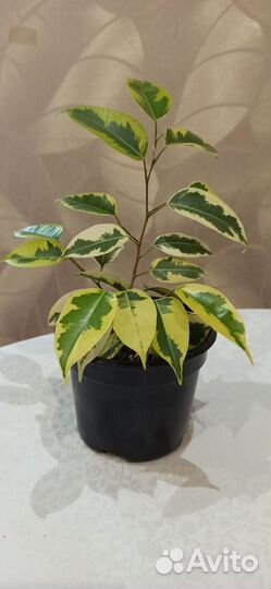 Фикус Бенджамина