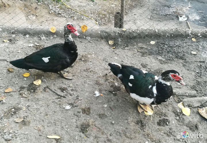 Индоутки на племя в Лобне