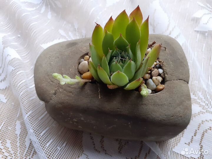 Молодило каменная роза