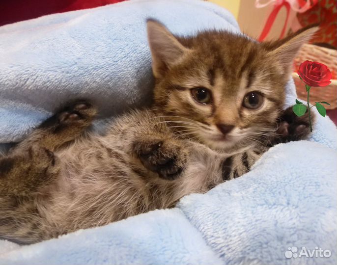 Котята в добрые ручки