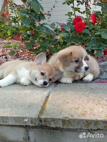 Вельш-корги пемброк