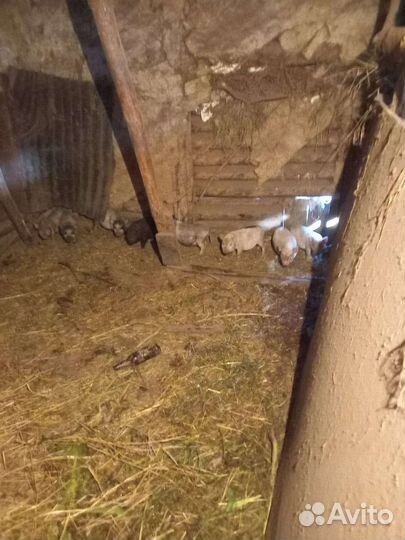 Вьетнамск вислобрюхий поросенок