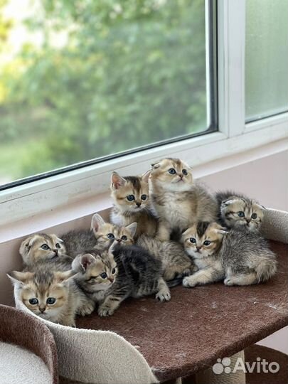 Шотландские котята
