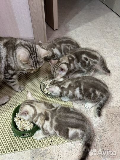 Шотландские котята