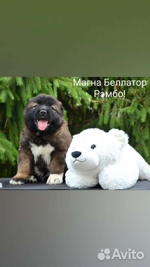 Собака