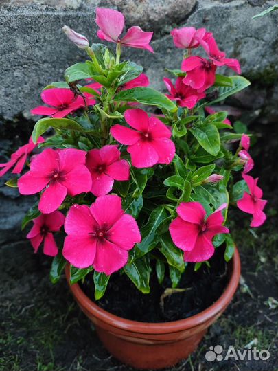 Катарантусы