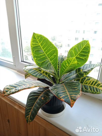 Кодиеум кротон