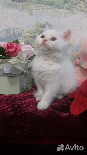 Британский котёнок