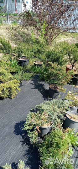 Можжевельники в ассортименте