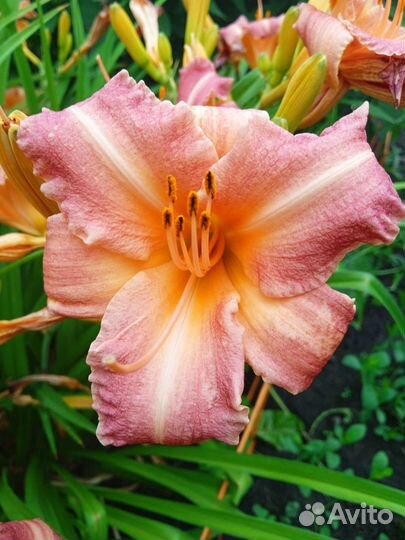 Лилейники сортовые и флоксы