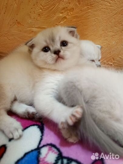 Британские котята