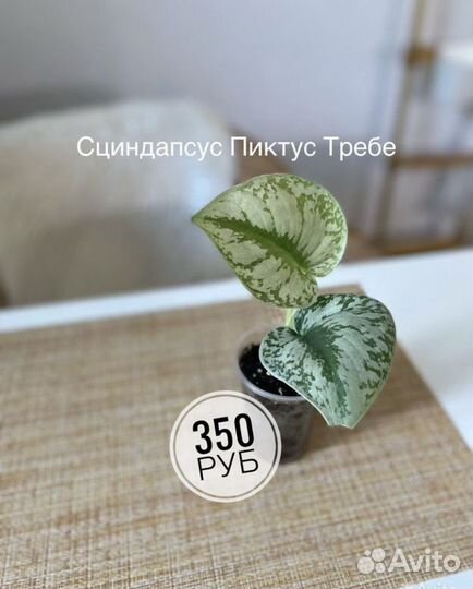 Сциндапсус