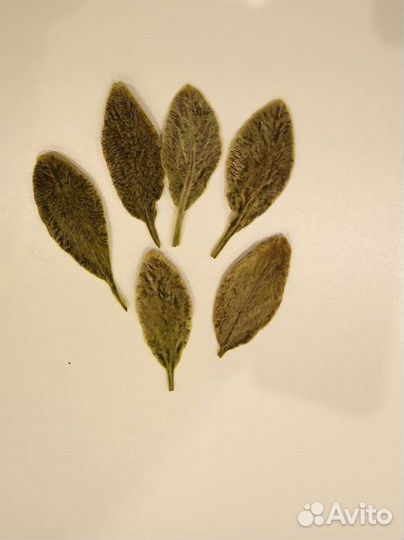 Листья стабилизированные