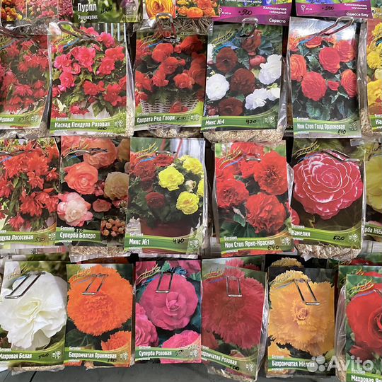 Клубневые бегонии