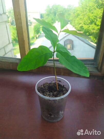 Дуб красный саженцы