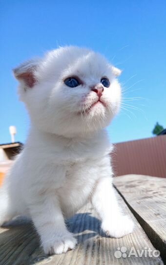Белый британский котенок