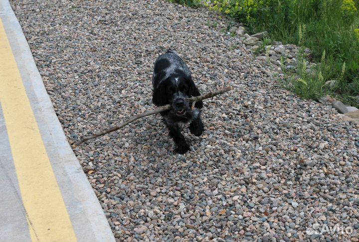Вязка. Русский спаниель с родословной