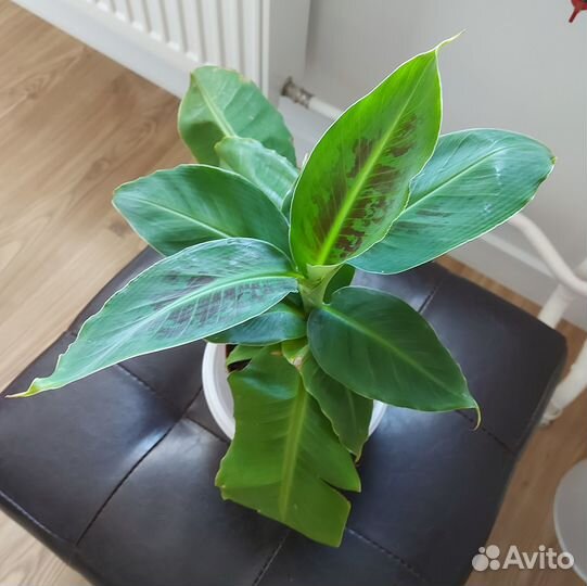 Комнатное растение - банан