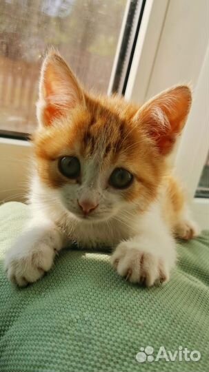 Котенок в добрые руки