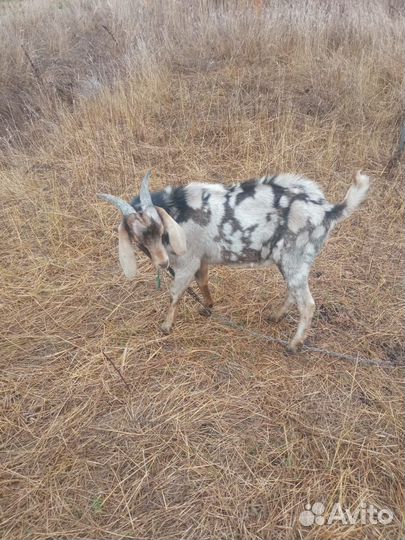 Англо нубийский козлик