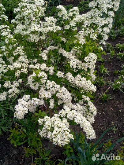 Кустарники декоративные