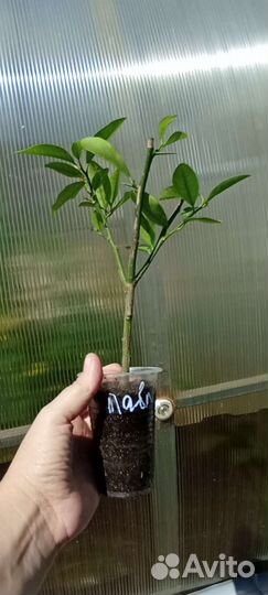 Лимон Павловский, Пандероза, Новозеландский,Мейр